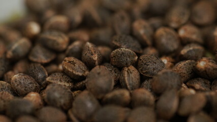 Feminized marijuana cannabis Weed  seeds macro close up