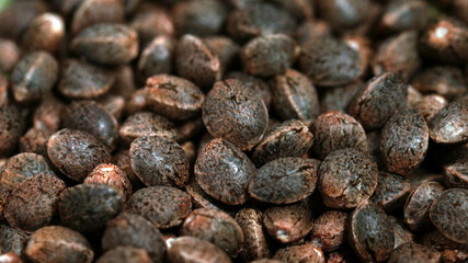 Feminized marijuana cannabis Weed  seeds macro close up