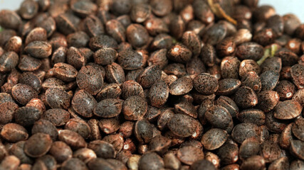 Feminized marijuana cannabis Weed  seeds macro close up