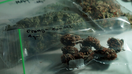 Big Bud of Cannabis Marijuana Weed Plant