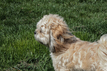 Female Lhasa Apso in the Grass with Wind Blowing Through Hair