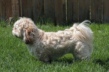 Naklejka na ściany i meble Female Lhasa Apso Standing in Grass With Wind Blowing Through Hair