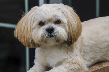Female Lhasa Apso Puppy Looking at Camera