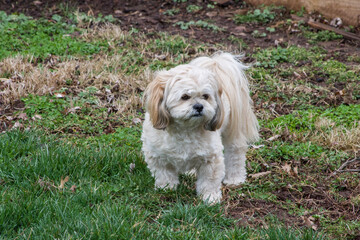 Female Lhasa Apso Walking Around Backyard