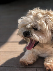 Lhasa Apso Yawning