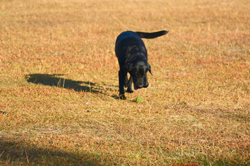 Black dog in the lawn
