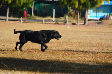 Black dog in the lawn

