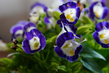 violet flower named torenia macro