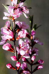 Wild pink fragile almond tree blossom blooming in spring. Beautiful tender flower on sunny day.