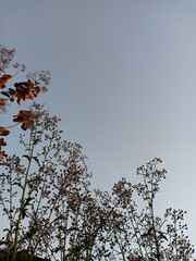 flowers of teak with blue sky 