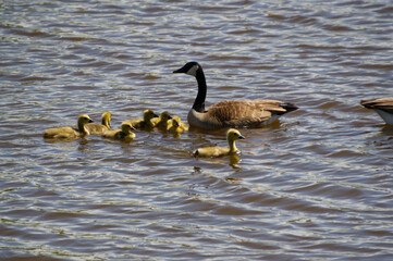 Canadian Goose Family