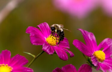 Bumblebee on Purple Cosmos Flower