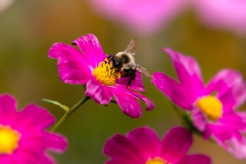 Bumblebee Standing on Purple Cosmos Flower Getting Pollen