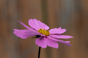 Fototapeta premium Purple Cosmos Flower