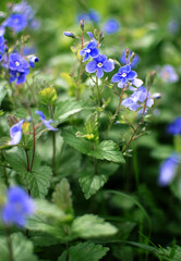 Little spring blue Veronica flowers bloom outdoors