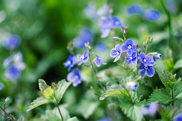 Little spring blue Veronica flowers bloom outdoors