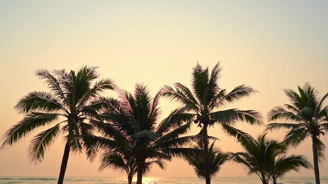 Beautiful golden sunset over the sea with tall palm trees blowing in a coastal breeze. Sunlight shines and shimmers on the surface of the ocean. Tropical island paradise destination.