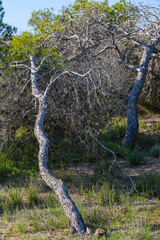 Stunning natural park near Guardamar del Segura. Province of Alicante. Spain