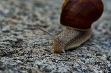 snail in the morning looking for its food