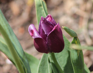 Purple Blooming Tulip 