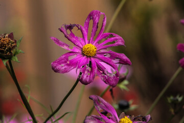 Purple Cosmos with Holes