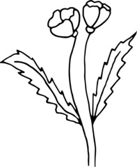 Cute vector poppy flowers. Hand drawn doodle style illustration. Black outlines isolated on white background. Image for coloring book design, seasonal cards decoration and printed materials.