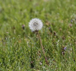 Single White Dandelion in Grass