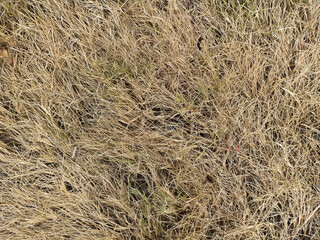 Dry grass texture as background