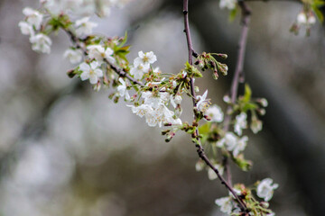 White Yoshino Cherry Blossom Flowers