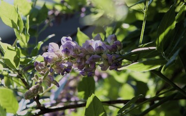 Wisteria Sinensis on a Sunny Summer Day