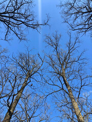 Tall trees without leaves in the forest against the blue sky. Abstract natural background.