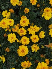 Yellow Marigolds in the Garden