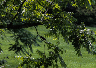 Fototapeta na wymiar American Crow Perched in Tree Branch