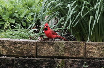 Red Male Cardinal Standing on Bricks
