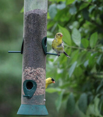 Two American Goldfinches on Bird Feeder on a Summer Day