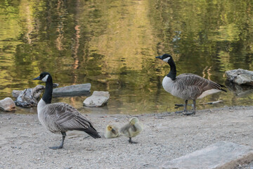 Two Canada Geese and Two Baby Goslings on Rocks Near Lake