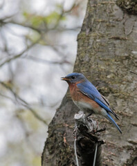 Male Eastern Bluebird Perched on Tree Branch