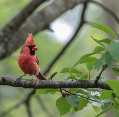 Red Male Cardinal on Tree Branch