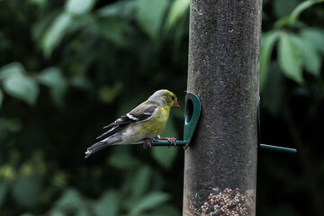 Yellow Goldfinch on Bird Feeder