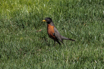 American Robin Walking Through the Grass