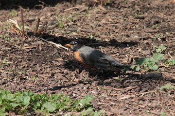 American Robin Walking Through Mulch on a Sunny Day
