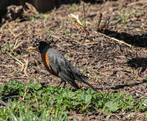 American Robin Walking Through Mulch