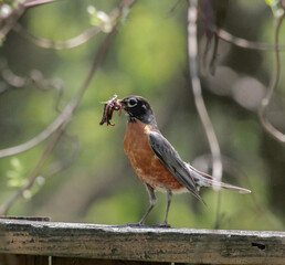 American Robin on Wooden Fence with Worms in Mouth