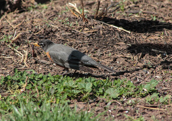 American Robin Eating Worm