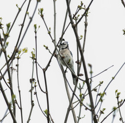 BlueJay Standing on Tree Branch