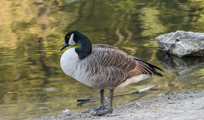 Canada Goose Near the Water