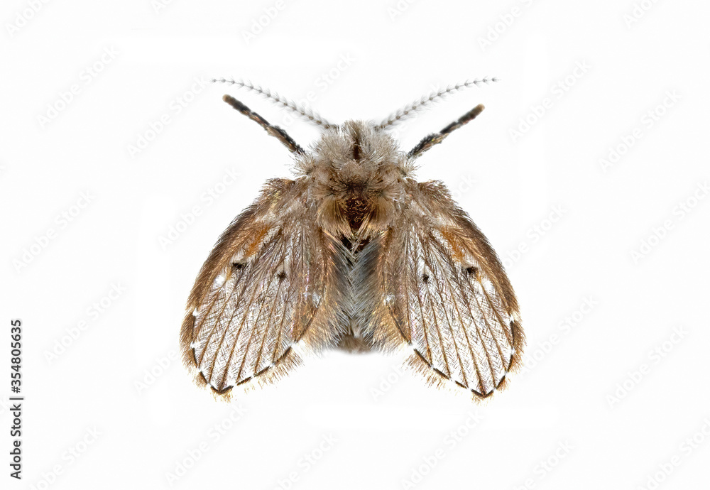 Wall mural macro photo of drain fly isolated on white background