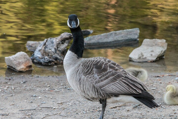 Canada Goose Looking at Camera