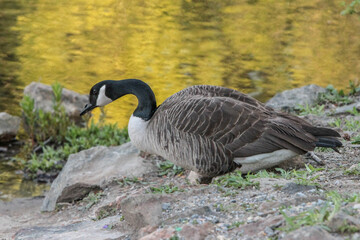 Canada Goose Laying on Rocks Near Lake