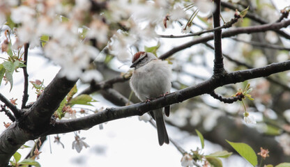 Chipping Sparrow on Tree Branch